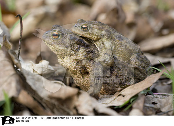 Erdkrten / common toads / THA-04178