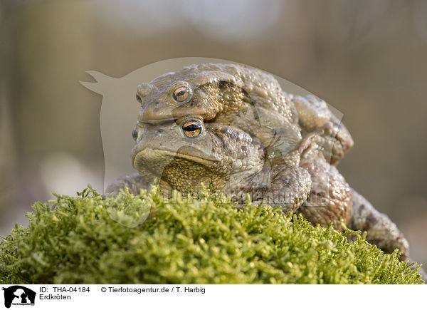 Erdkrten / common toads / THA-04184