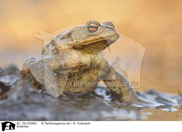 Erdkrte / common toad / DV-02563