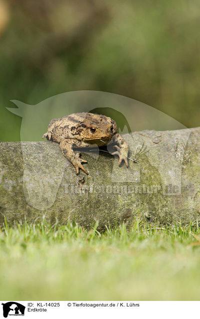 Erdkrte / common toad / KL-14025