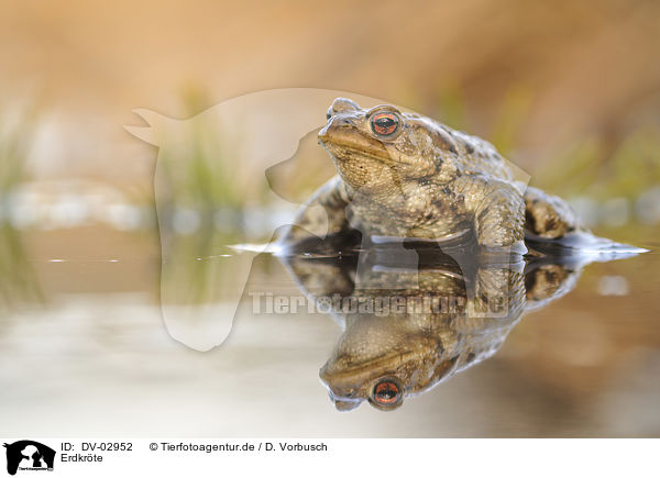 Erdkrte / european toad / DV-02952
