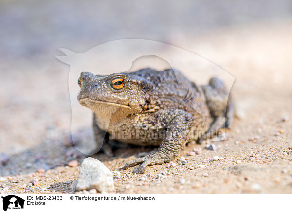 Erdkrte / common toad / MBS-23433