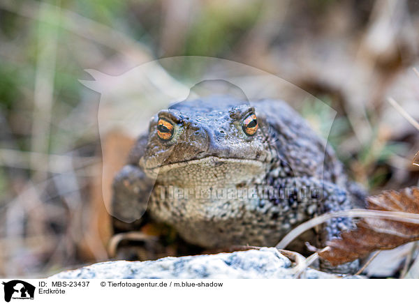 Erdkrte / common toad / MBS-23437