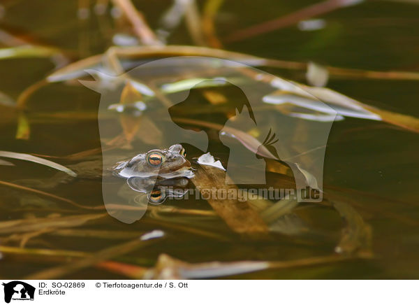 Erdkrte / common toad / SO-02869
