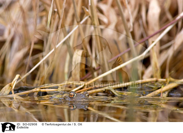 Erdkrte / common toad / SO-02908