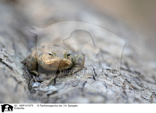 Erdkrte / common toad / HSP-01075
