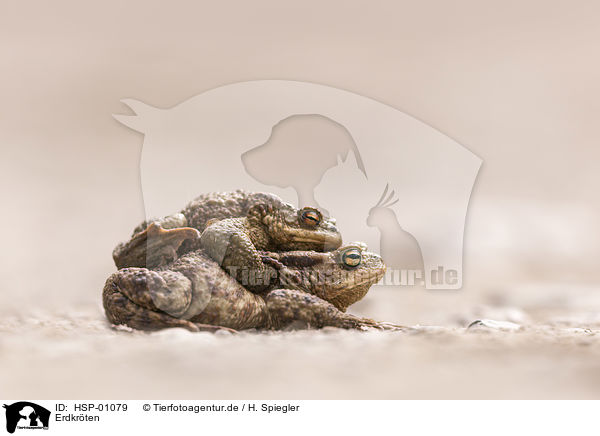Erdkrten / common toads / HSP-01079