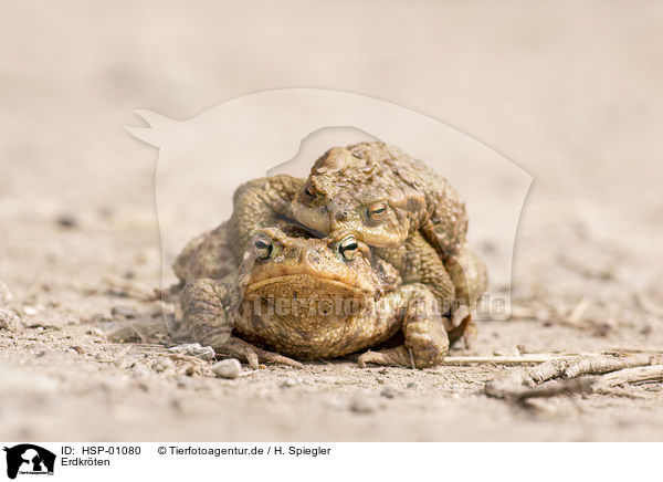 Erdkrten / common toads / HSP-01080