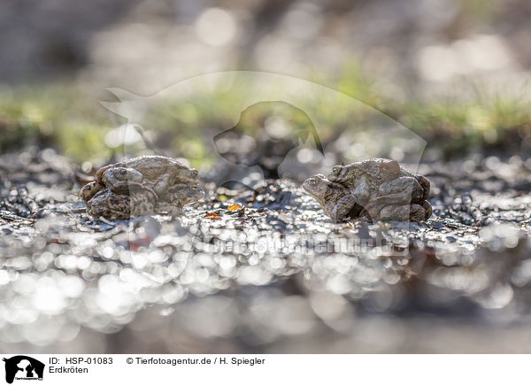 Erdkrten / common toads / HSP-01083