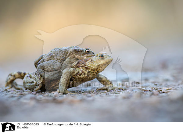 Erdkrten / common toads / HSP-01085