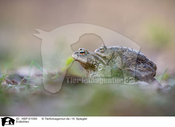 Erdkrten / common toads / HSP-01090