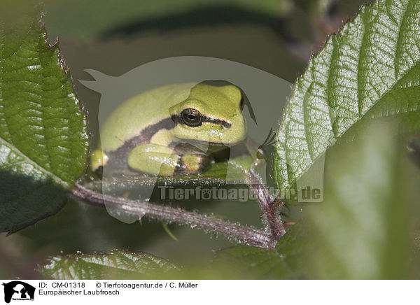 Europischer Laubfrosch / greenback / CM-01318
