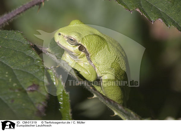 Europischer Laubfrosch / CM-01319