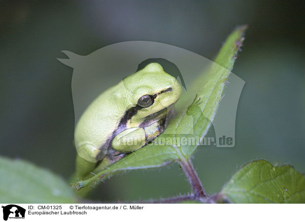 Europischer Laubfrosch / greenback / CM-01325