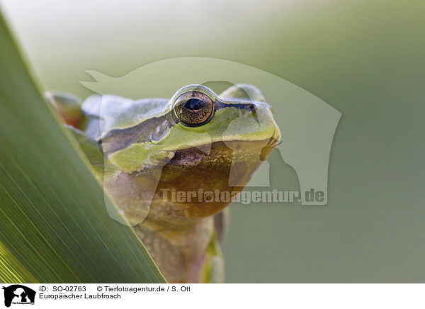 Europischer Laubfrosch / common tree frog / SO-02763
