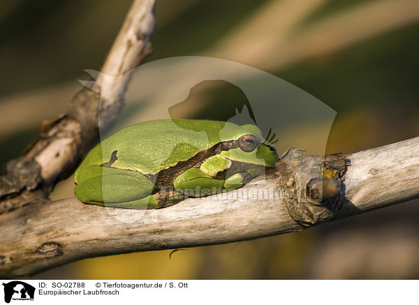 Europischer Laubfrosch / common tree frog / SO-02788