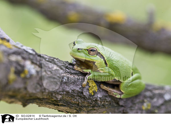 Europischer Laubfrosch / SO-02814