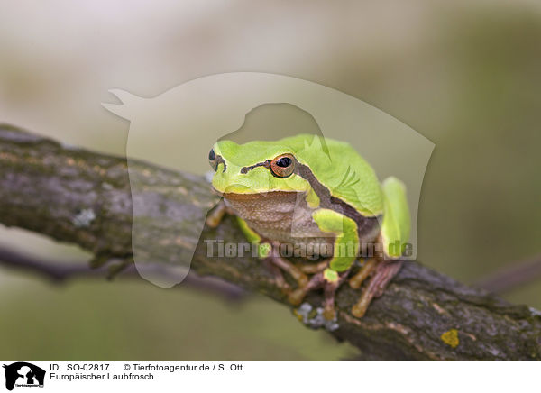 Europischer Laubfrosch / common tree frog / SO-02817