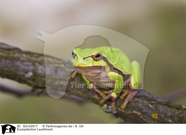 Europischer Laubfrosch / SO-02817