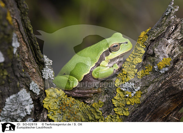 Europischer Laubfrosch / common tree frog / SO-02819