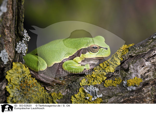 Europischer Laubfrosch / common tree frog / SO-02820