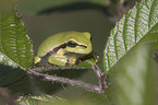 Europischer Laubfrosch