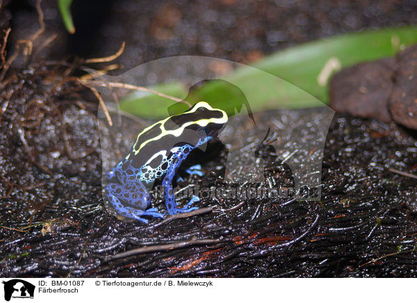 Frberfrosch / Dyeing Poison Frog / BM-01087