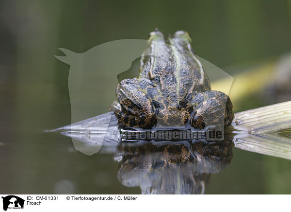 Frosch / frog / CM-01331