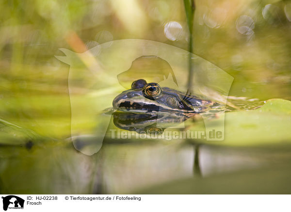 Frosch / frog / HJ-02238