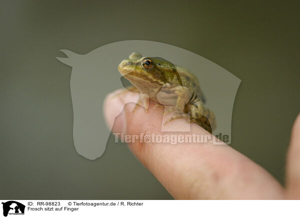 Frosch sitzt auf Finger / Frog sits on finger / RR-98823