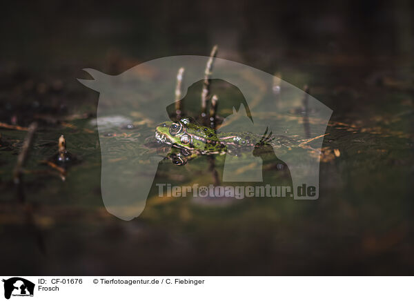 Frosch / frog / CF-01676