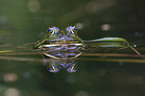 Frosch