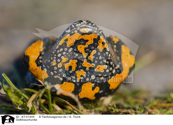 Gelbbauchunke / yellow-bellied toad / AT-01444