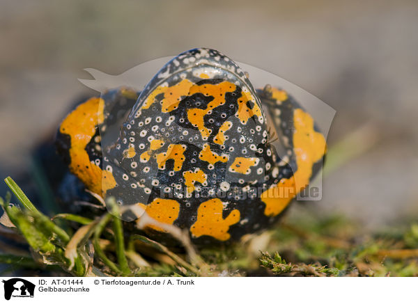 Gelbbauchunke / yellow-bellied toad / AT-01444