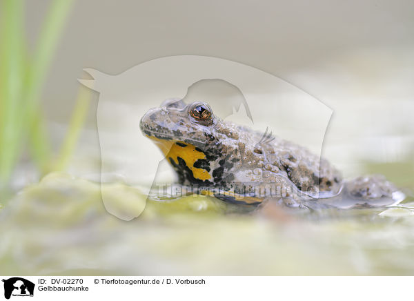 Gelbbauchunke / yellow-bellied toad / DV-02270