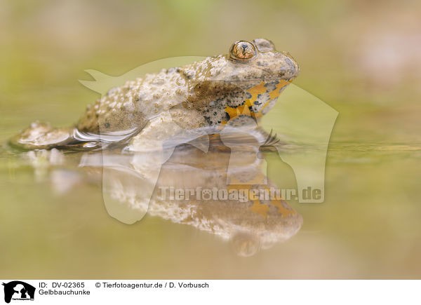 Gelbbauchunke / yellow-bellied toad / DV-02365