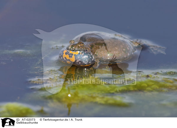 Gelbbauchunke / yellow-bellied toad / AT-02073