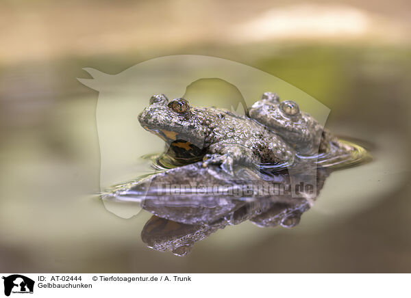 Gelbbauchunken / yellow-bellied toads / AT-02444