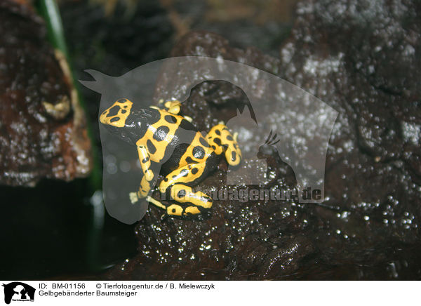 Gelbgebnderter Baumsteiger / Woodcreeper / BM-01156