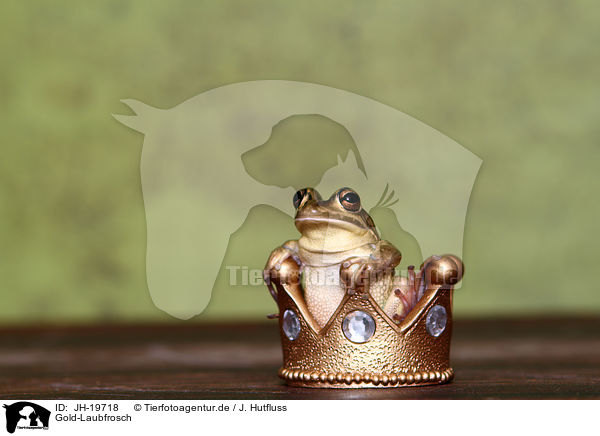 Gold-Laubfrosch / green and golden bell frog / JH-19718