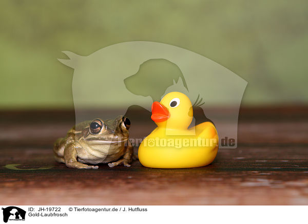 Gold-Laubfrosch / green and golden bell frog / JH-19722