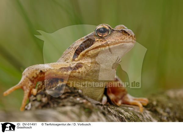 Grasfrosch / DV-01491