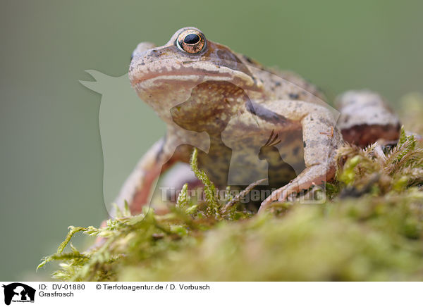 Grasfrosch / grass frog / DV-01880