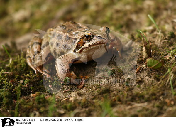 Grasfrosch / brown grass frog / AB-01803