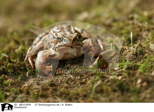 Grasfrosch / brown grass frog / AB-01804