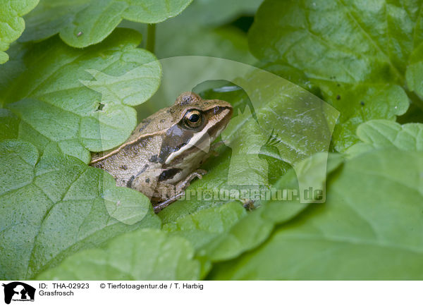 Grasfrosch / THA-02923