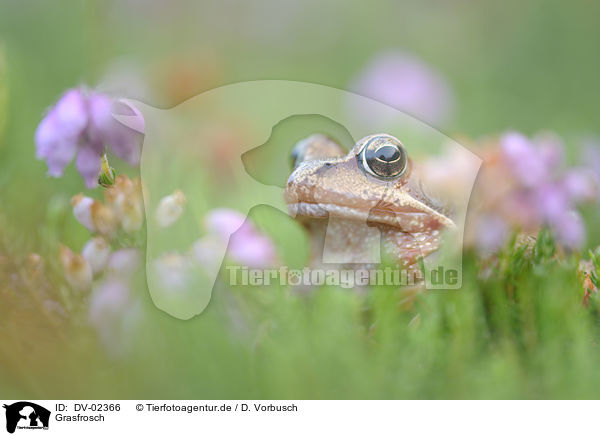 Grasfrosch / grass frog / DV-02366