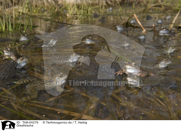 Grasfrsche / THA-04279
