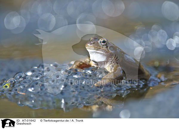 Grasfrosch / grass frog / AT-01642