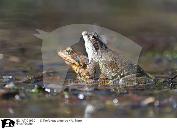 Grasfrsche / grass frogs / AT-01650